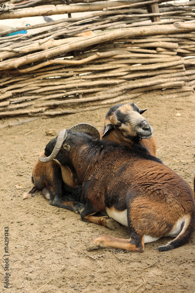 Fototapeta premium At zoo. Sheeps leaning against each other