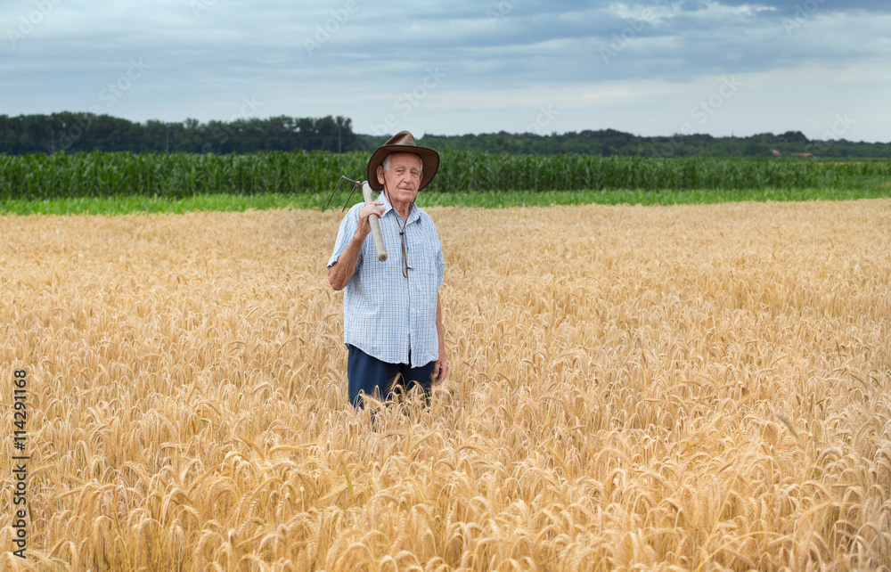 Senior peasant in golden barley field Senior peasant in golden barley field