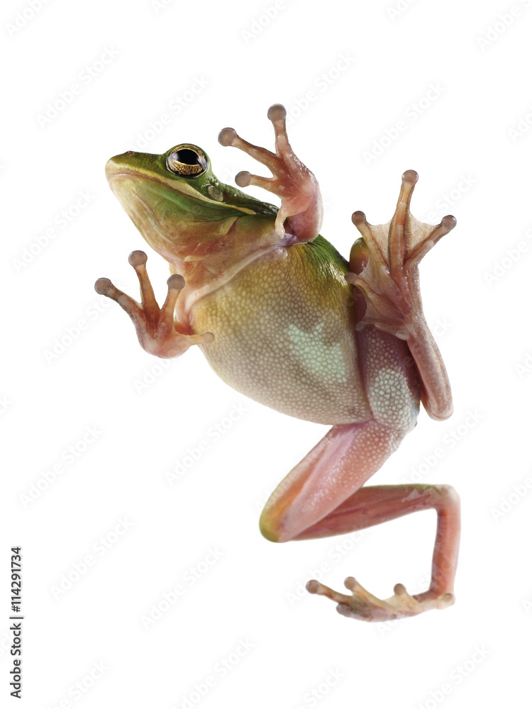 Fototapeta premium Tree frog (Litoria infrafrenata) on a white background