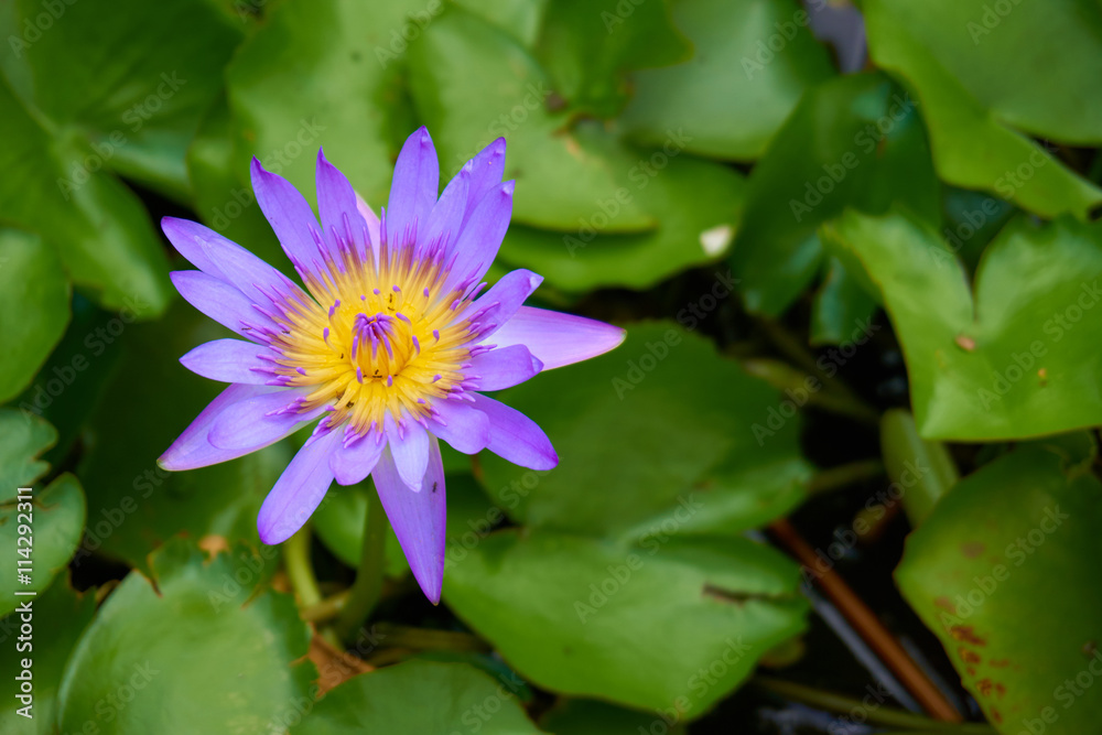 Purple water lily (or Nymphaea stellata; Nymphaea nouchali) and ants are swarming inside. Blurred lotus leafs background. Purple water lily (or Nymphaea stellata; Nymphaea nouchali) and ants are swarming inside. Blurred lotus leafs background.