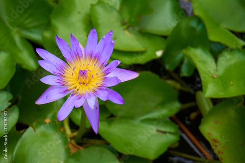 Purple water lily (or Nymphaea stellata; Nymphaea nouchali) and ants are swarming inside. Blurred lotus leafs background.