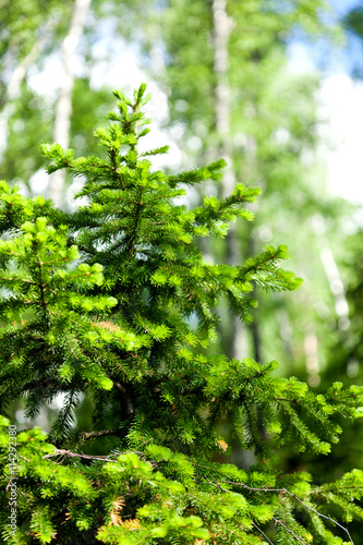 young bright green spruce, natural background and texture