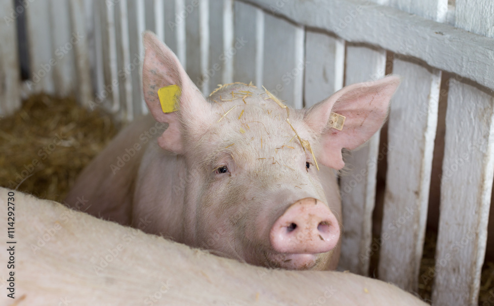 Large white swine on farm Large white swine on farm