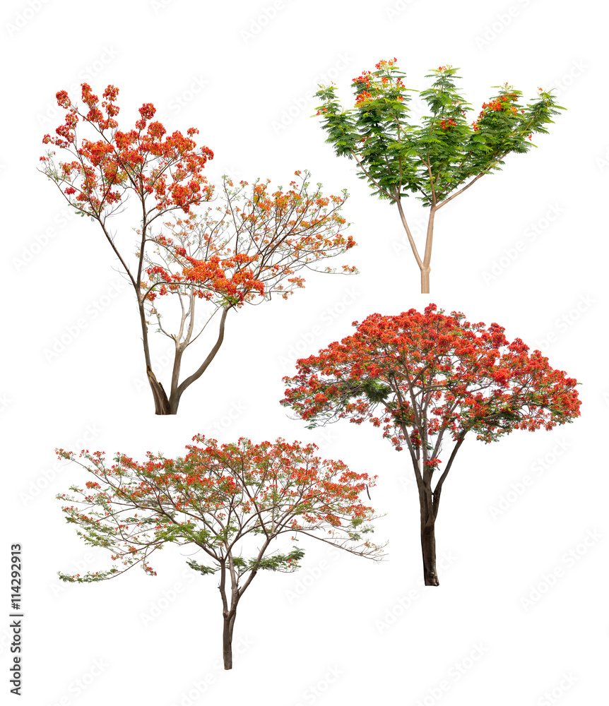 Collection of flame trees with orange and red flowers isolated on white background