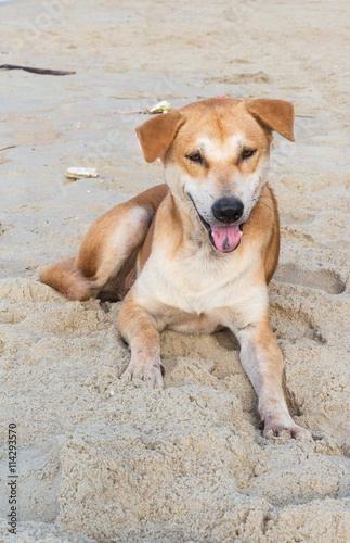 Dog on the beach