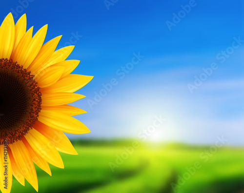 Summer landscape with sunflower