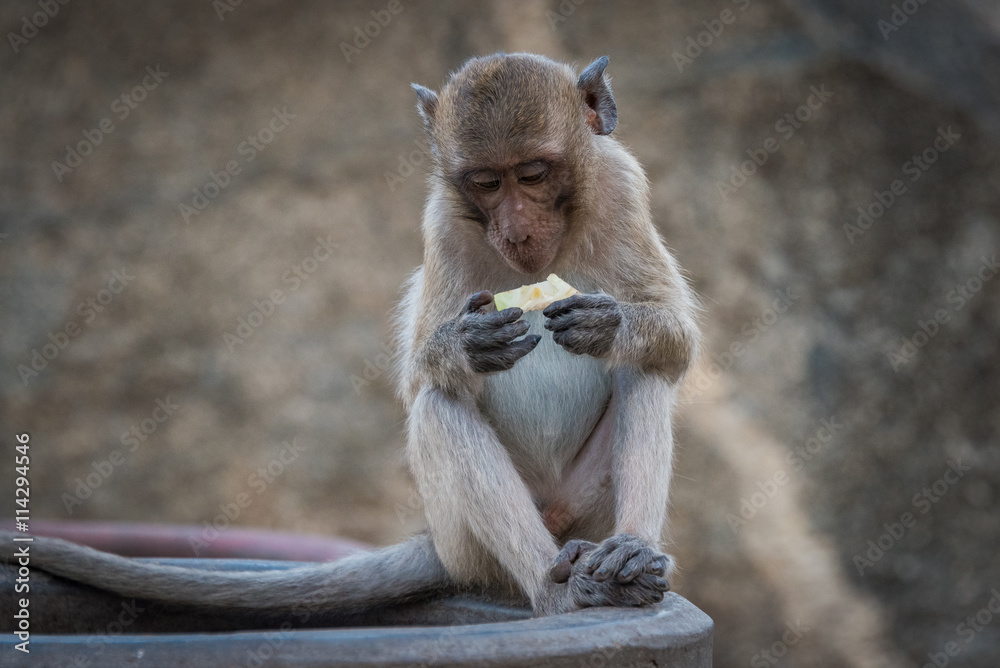 Monkey eating a fruit snack against blurred background