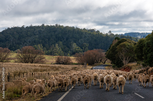 Australian outback life. Heard of sheep on a rural road. Herding photo