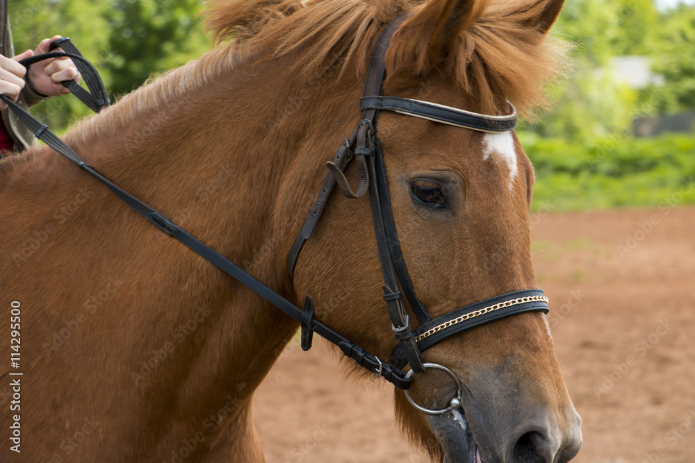 Fototapeta premium Horse on the practice field in a day