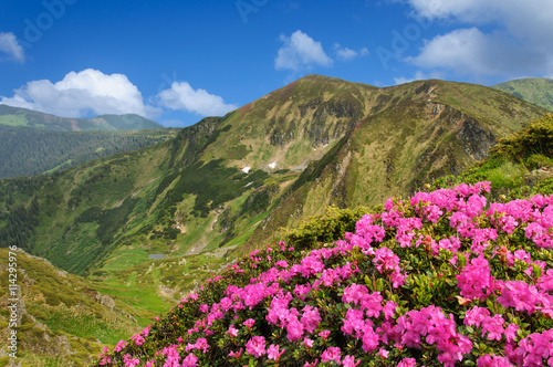 flowers field in mountain © tns2710