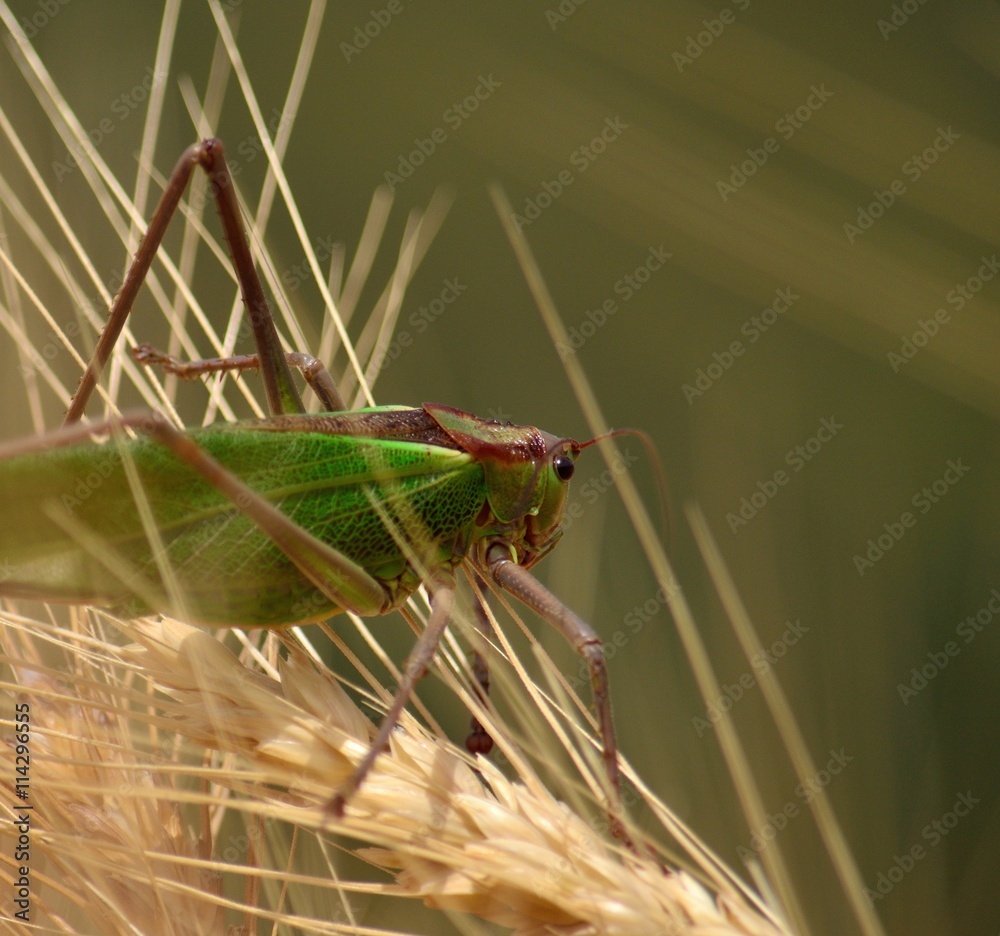 Large green grasshopper among the wheat spikes Large green grasshopper among the wheat spikes