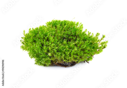 green mos on white background