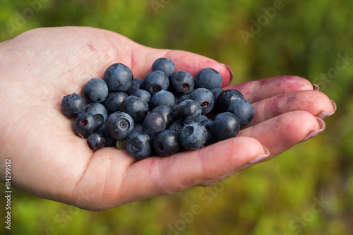 A handful of beautiful ripe sweet blueberries lies in the hands of women