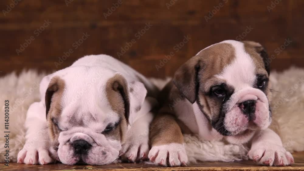 Portrait of two six weeks old English Bulldog puppies indoors
