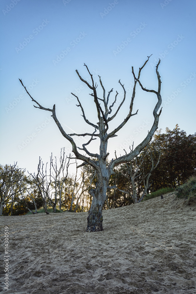 Group of dead trees on the sand Group of dead trees on the sand