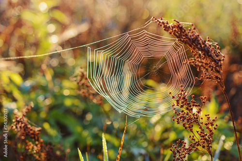 Morning dew on a spider web in the sun.