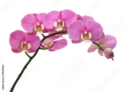 Pink Orchids plant