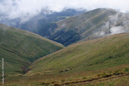 Horses grazing in the mountains