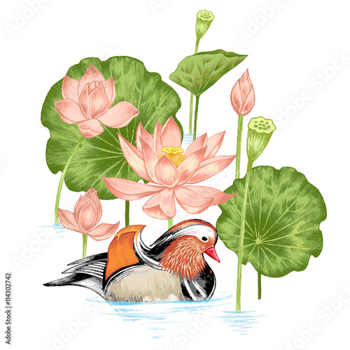 Illustration with exotic flowers and mandarin duck.