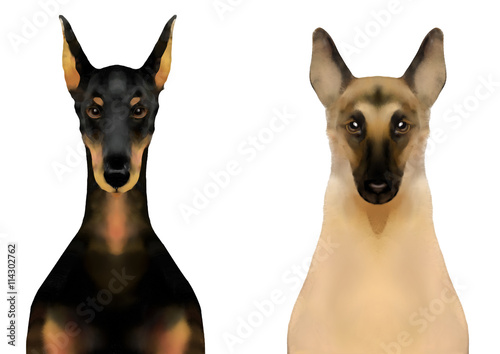 犬の顔 ドーベルマンピンシャーとジャーマンシェパード Stock イラスト Adobe Stock