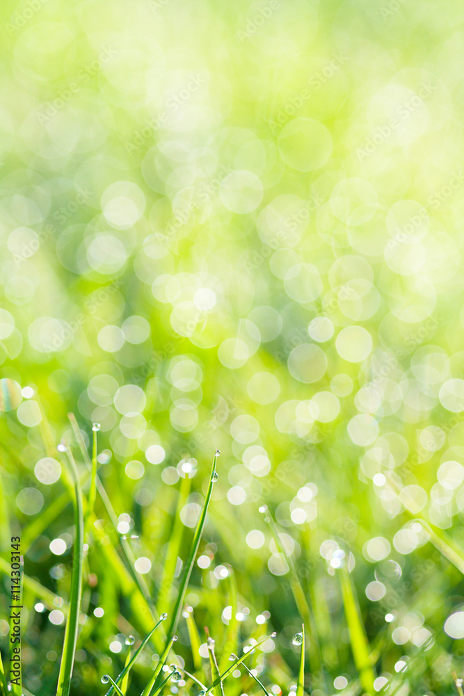 Obraz premium green grass