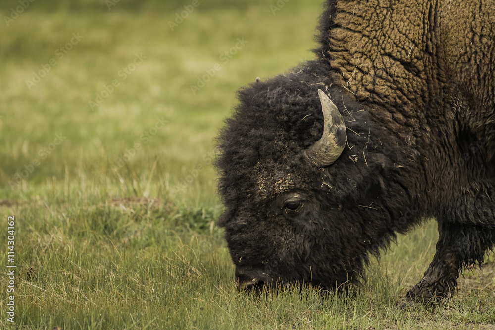 Closeup face of Bison during eating grass at Yellowstone Closeup face of Bison during eating grass at Yellowstone