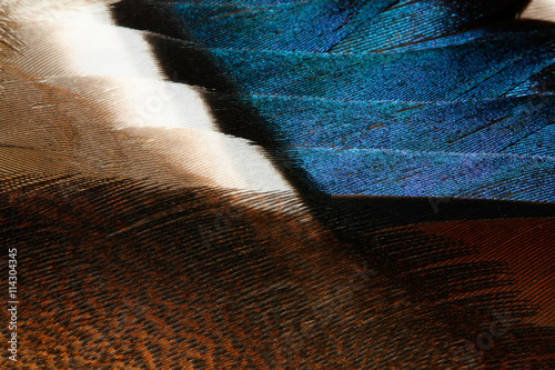 plumage of a duck