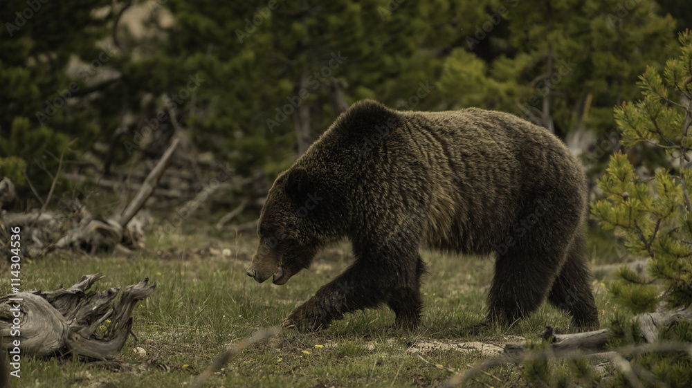 Grizzly bear walking to find a food at Yellowstone National Park