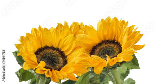 Fototapeta Naklejka Na Ścianę i Meble -  Lovely sunflower group plant isolated on white background as package design element