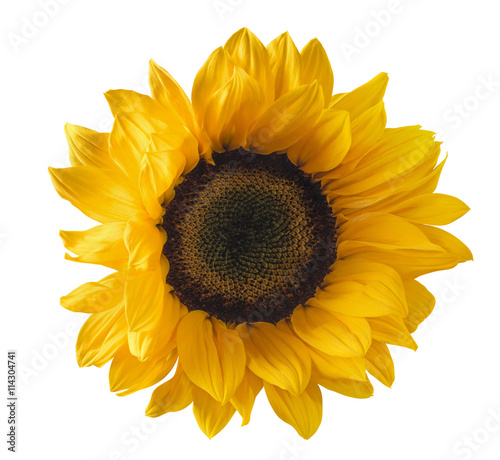 Fototapeta Naklejka Na Ścianę i Meble -  Single sunflower isolated on white background as package design element