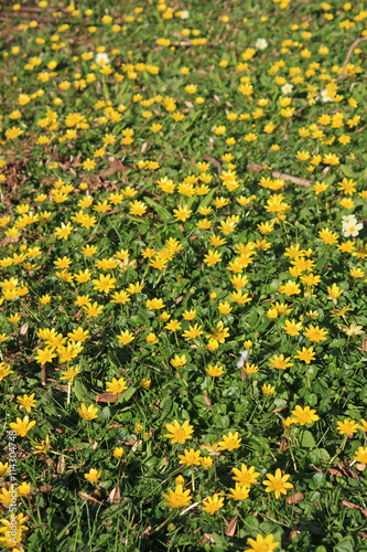 Lesser Celandine flowers