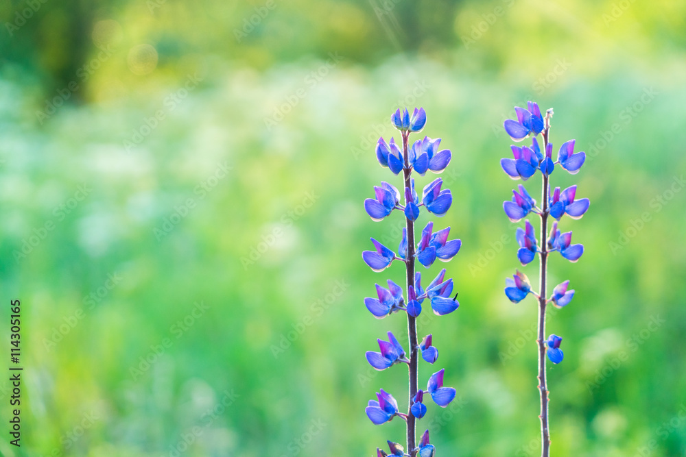 Fototapeta premium Violet lupine flowers
