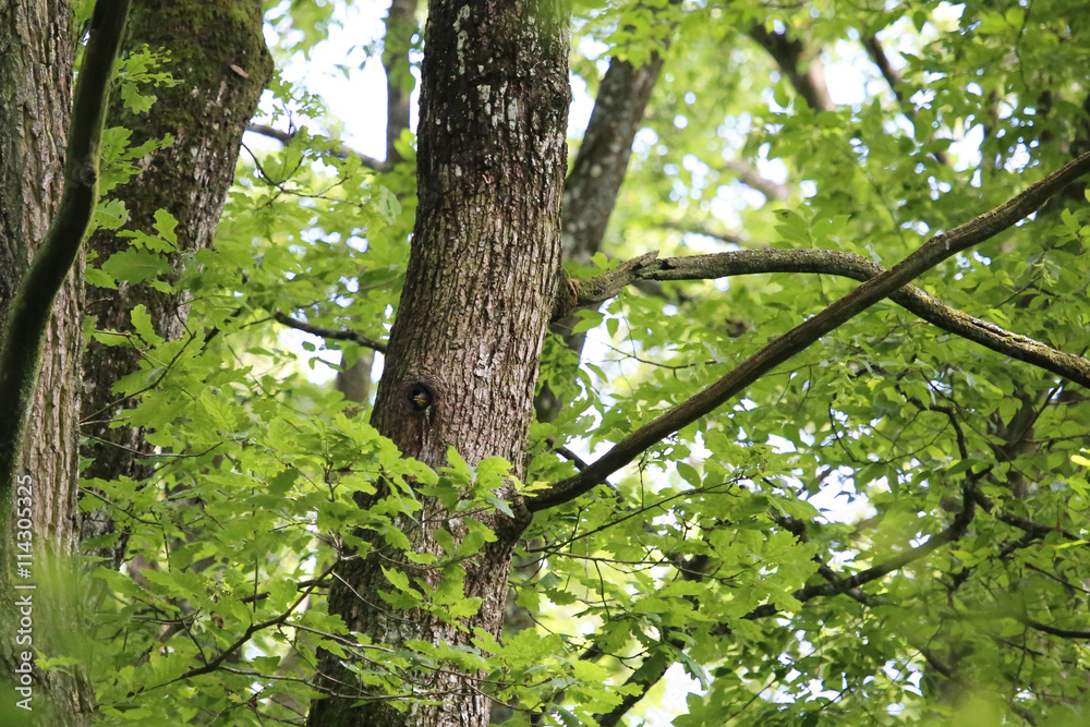 petit étourneau dans l'arbre attendant le nourrissage petit étourneau dans l'arbre attendant le nourrissage