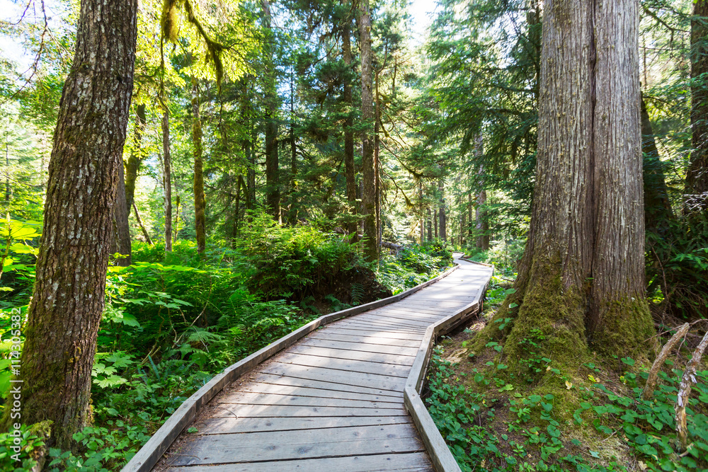 Boardwalk in the forest Boardwalk in the forest