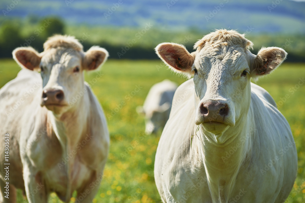 charolais 10