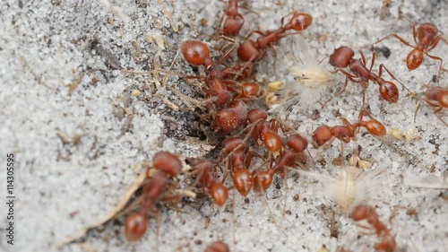 4K Florida Harvester Ants (Pogonomyrmex badius) Clear Nest Entrance 1 photo