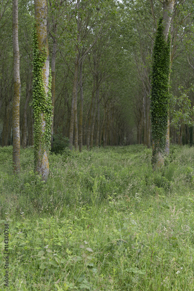 Obraz premium Forests in France