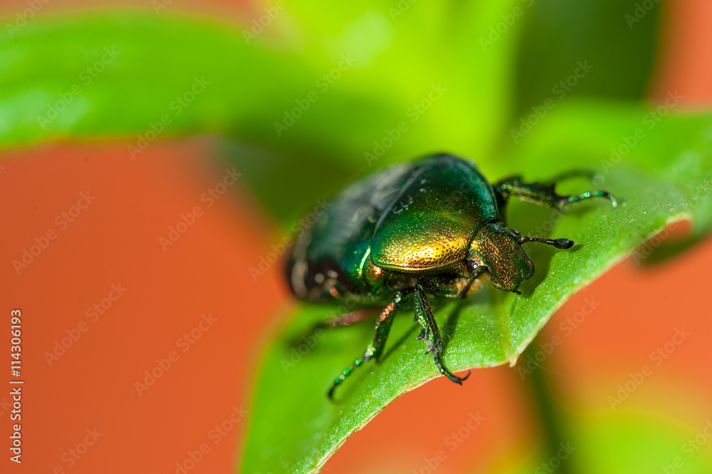 beautiful green smaragd beetle insect on leaf on red background beautiful green smaragd beetle insect on leaf on red background
