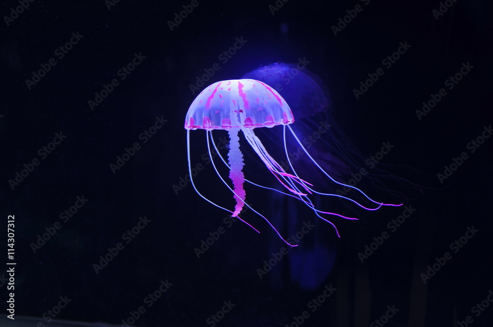 jellyfish jellyfish
