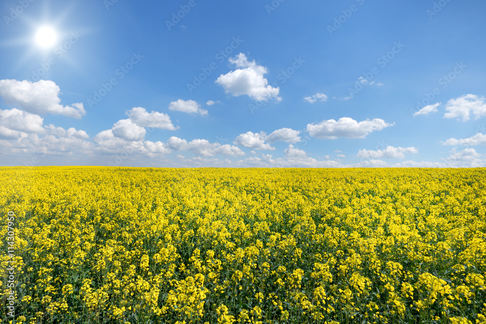 Blühendes Rapsfeld mit Sonne 