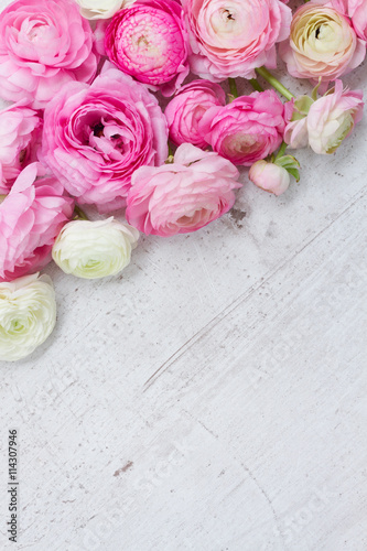 Pink and white ranunculus flowers © neirfy