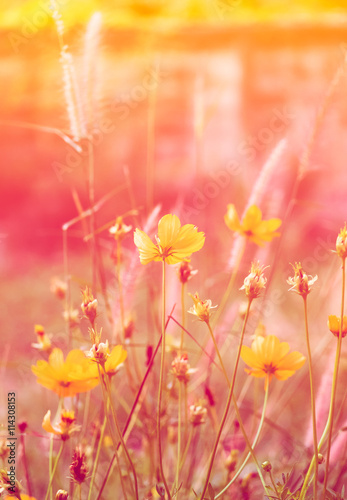 Cosmos flower bloom plant shine sweet colorful sunshine beautiful in garden country background © Mumemories