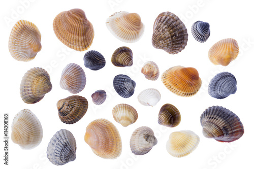 Set of diverse clam shells isolated on a white background. 