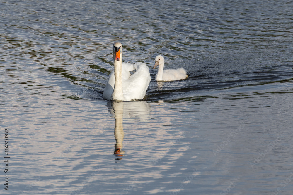 Naklejka premium swan with duckling