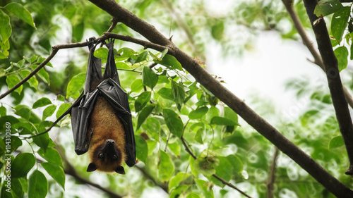 Fényképezés Bat hanging upside down on the tree.