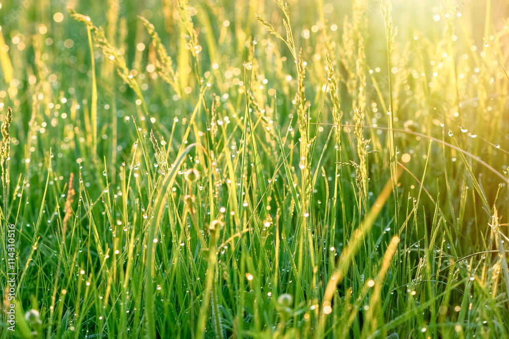 Morning dew on meadow - rays of the rising sun illuminated the meadow 