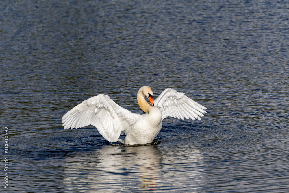 Naklejka premium swan spreading wings