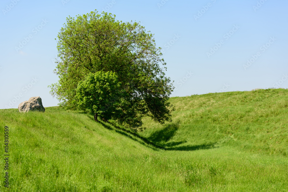 Obraz premium Large Stone and Tree Overhanging Dip in Grass