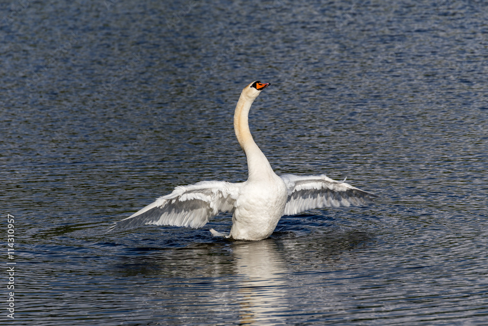 swan flapping wings