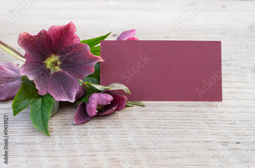 hellebores / purple hellebores with Copy Space on a wooden surface 